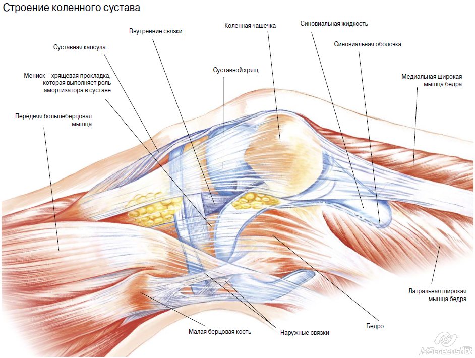 Анатомия коленного сустава и связок человека в картинках