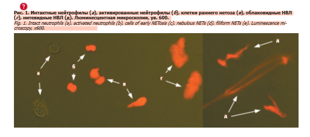 Снимок экрана (51).png