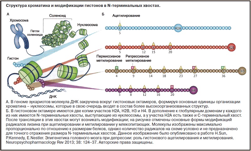 Закономерности мутационного процесса эпигенетика и эпигеномика