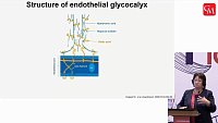 Зависимость адгезии тромбоцитов к эндотелиоцитам от эндотелиального гликокаликса