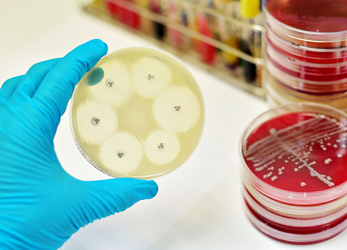 После пандемии устойчивых к антибиотикам бактерий станет в 3–4 раза больше